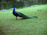Luau_peacock_thumb.JPG