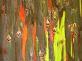 Rainbow_Eucalyptus_3_thumb.JPG