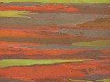 Rainbow_Eucalyptus_4_thumb.JPG