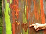 Rainbow_Eucalyptus_heart_thumb.JPG