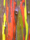 Rainbow_Eucalyptus_thumb.JPG