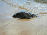 Salt_pond_turtle_thumb.JPG
