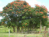 _blooming_tree_thumb.jpg