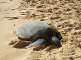 _turtle_thumb.jpg