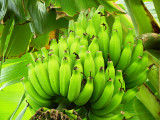 bananas_thumb.JPG