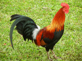 kalalau_lookout_rooster_thumb.JPG