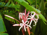 kapaa_sands_flower_2_thumb.JPG
