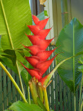 kapaa_sands_flower_thumb.JPG