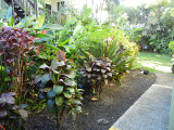 kapaa_sands_grounds_thumb.JPG