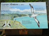laysan_albatross_thumb.JPG