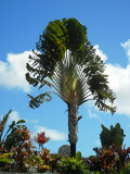 palm_fan_thumb.JPG