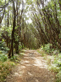 pihea_trail_nice_part_thumb.JPG